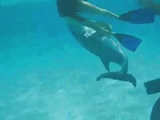 Nadar con un delfín frisky